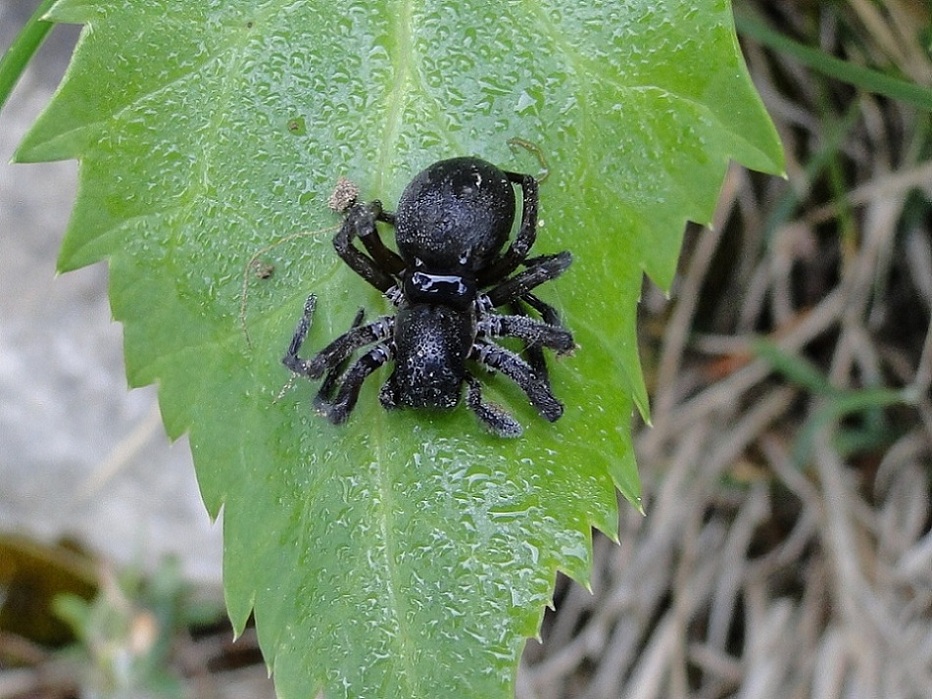 Amaurobius sp.